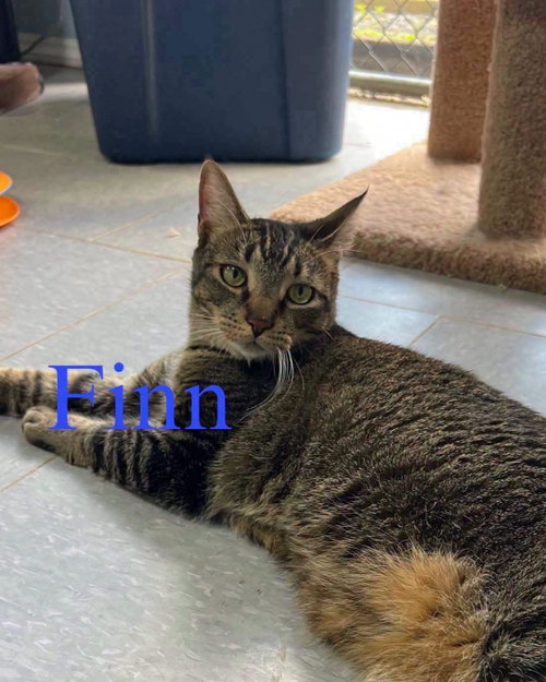 Photo 4 of Finn