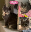 Pixie