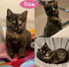 Trixie