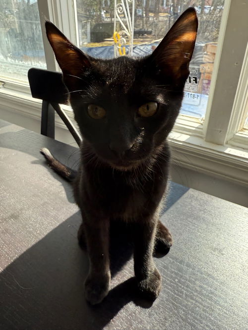 Jovi