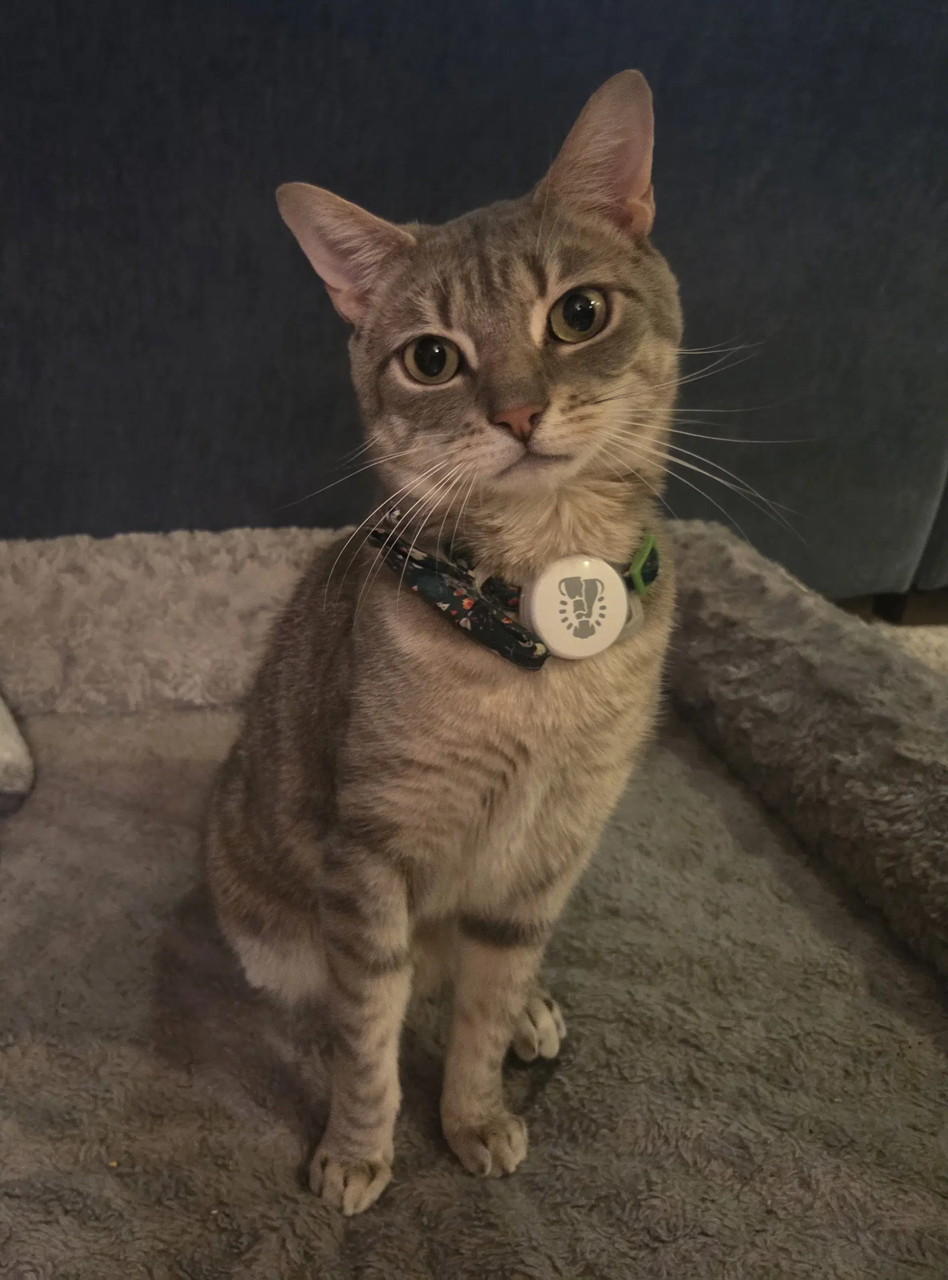 Klaus image 2