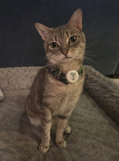 KLAUS - Domestic Short Hair available for adoption