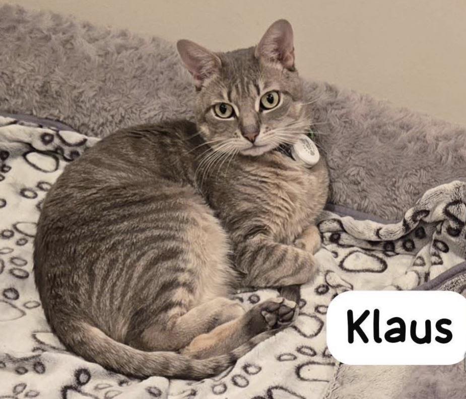 Klaus, photo 5