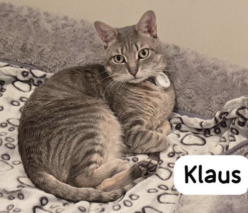 Photo 5 of Klaus
