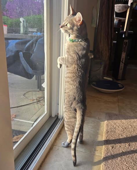 Klaus