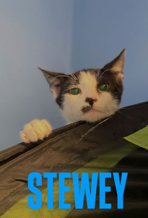 Stewey
