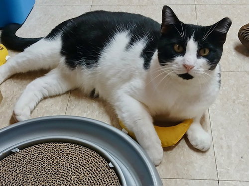 picture of the cat needing adoption