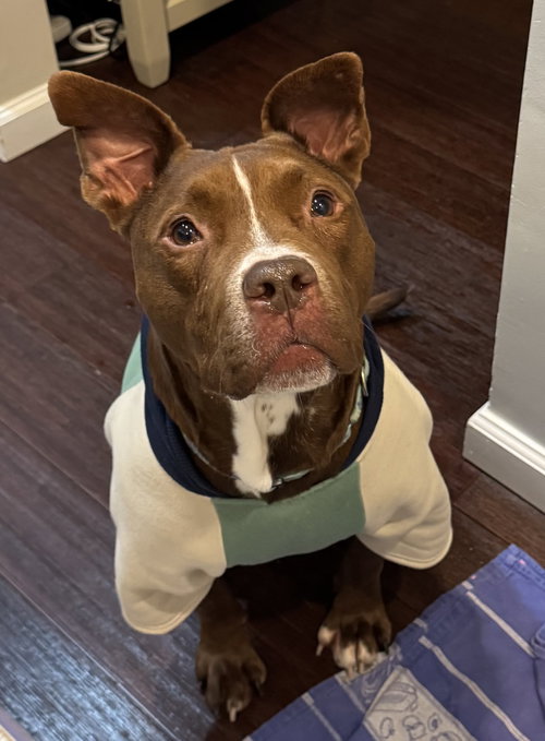picture of the dog needing adoption