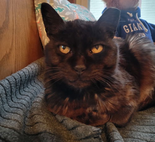picture of the cat needing adoption