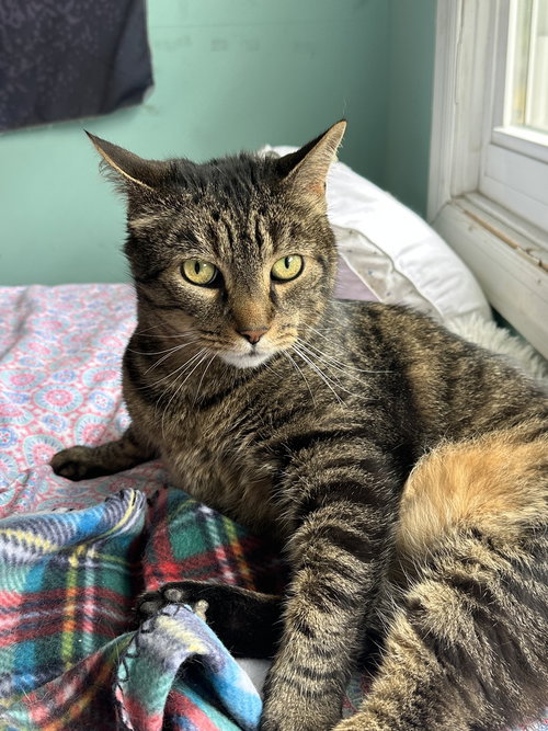 picture of the cat needing adoption