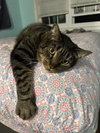 Obbie - Photo 1