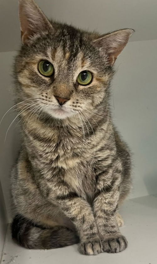 picture of the cat needing adoption