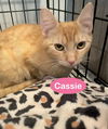 Cassie