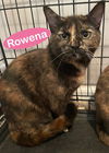Rowena