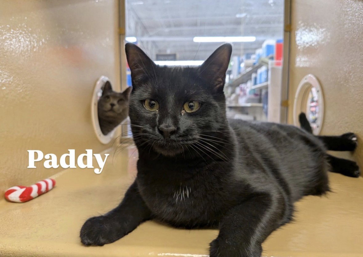 Paddy