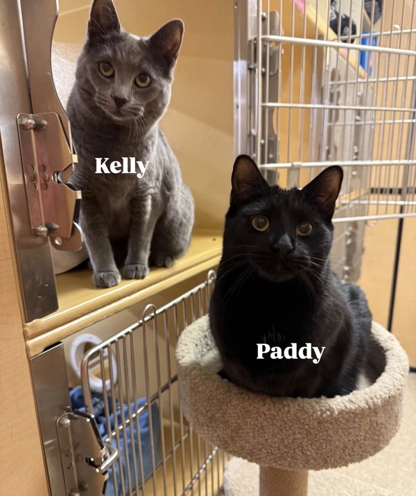 Paddy