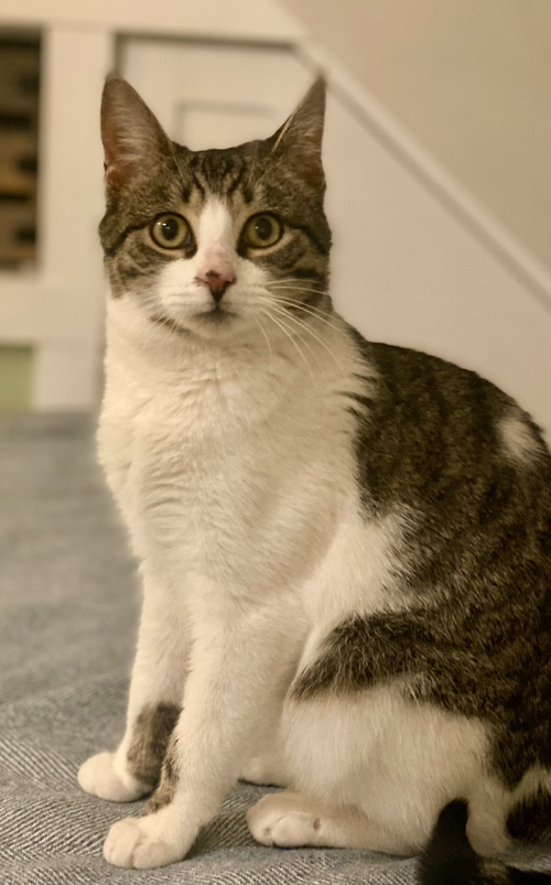 picture of the cat needing adoption