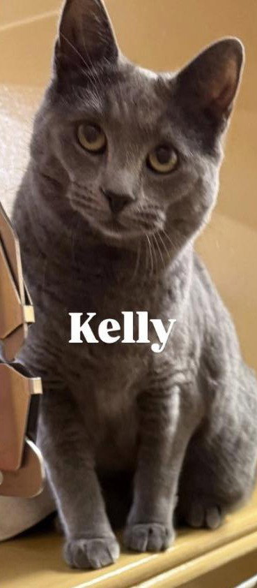 picture of the cat needing adoption