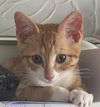 Samantha