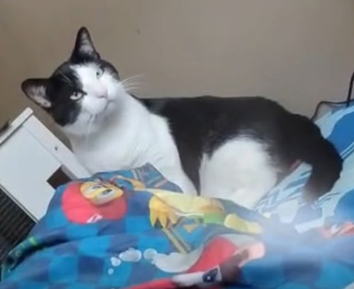 Gordo