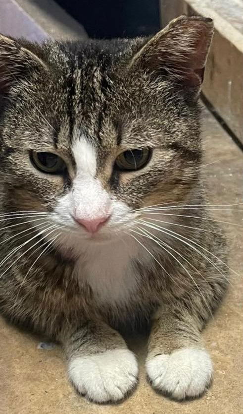 picture of the cat needing adoption