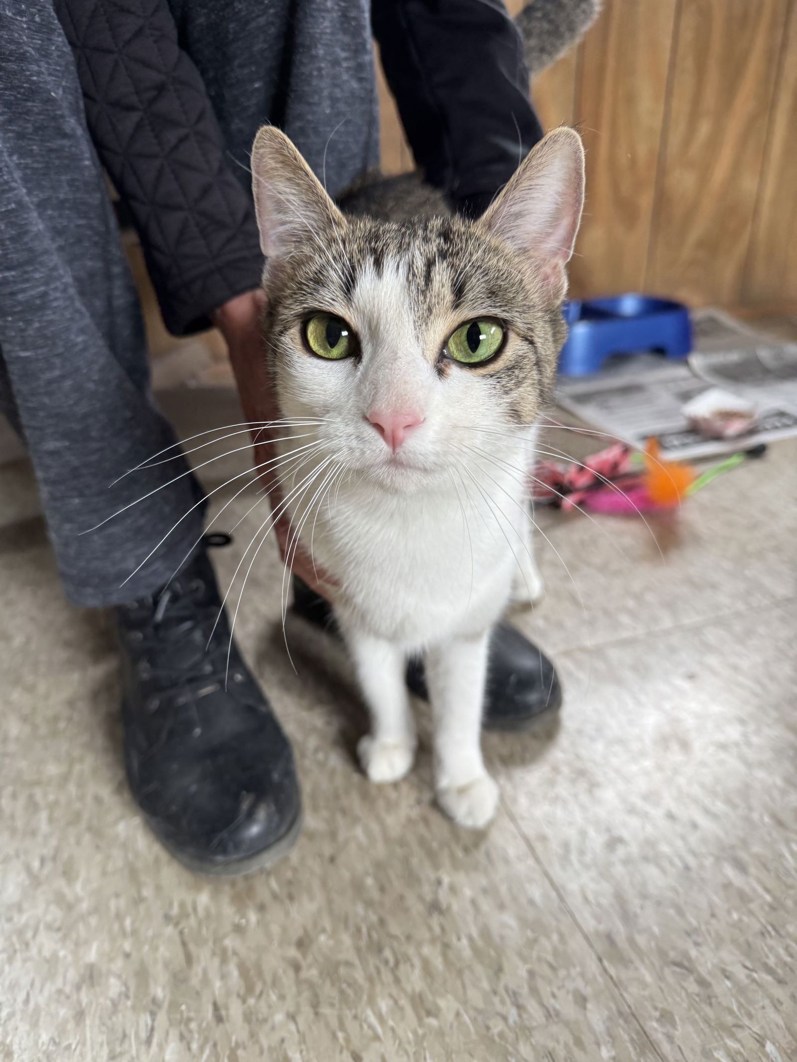 adoptable Cat in Asbury Park, NJ named Chloe