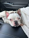 Maggie