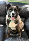 Gemma