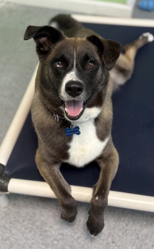 adoptable Dog in Freehold, NJ named Gemma