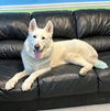 Shiloh