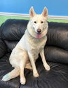 Shiloh