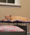 Finnegan