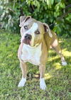 Izzie