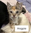 Magpie