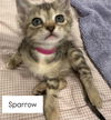 Sparrow