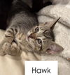 Hawk