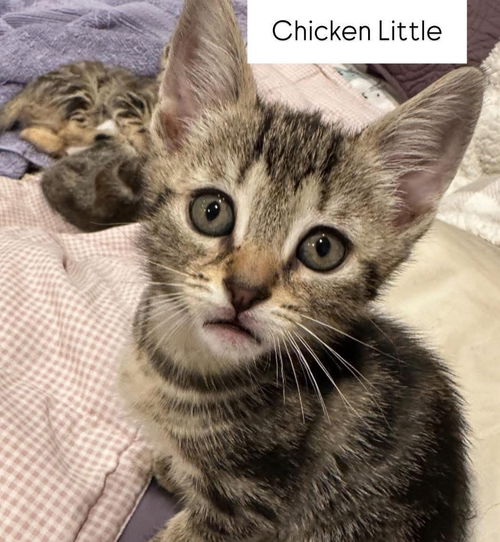 Chicken Little