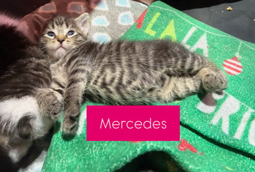 Mercedes