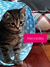 Mercedes