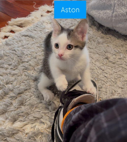 Aston