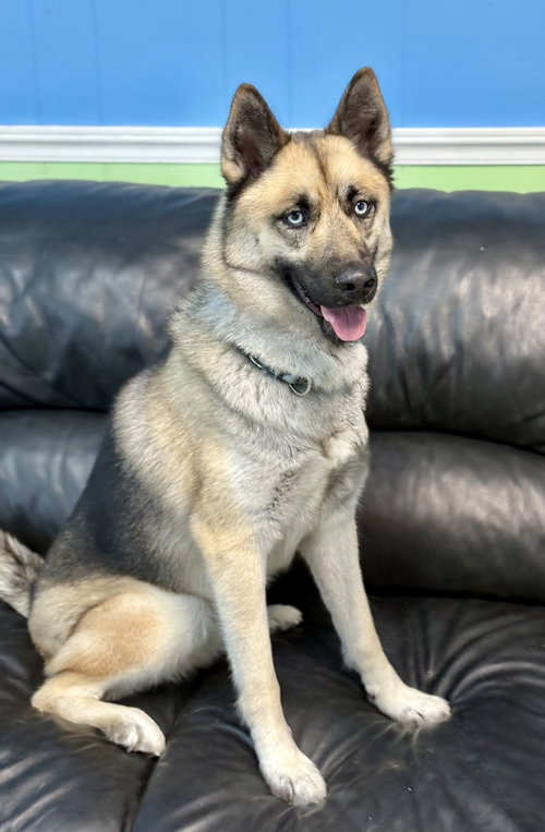picture of the dog needing adoption