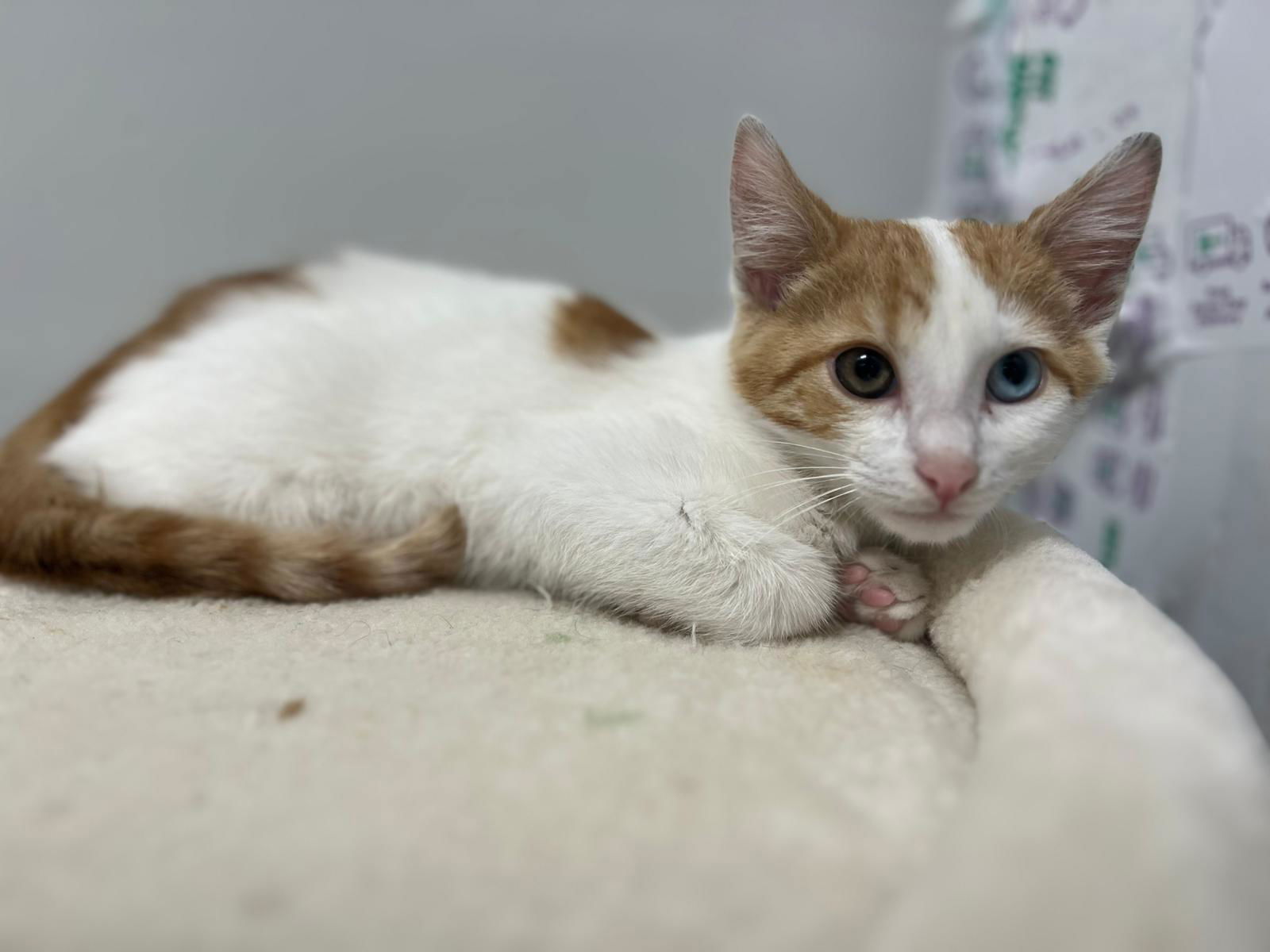 adoptable Cat in Asbury Park, NJ named Oakley
