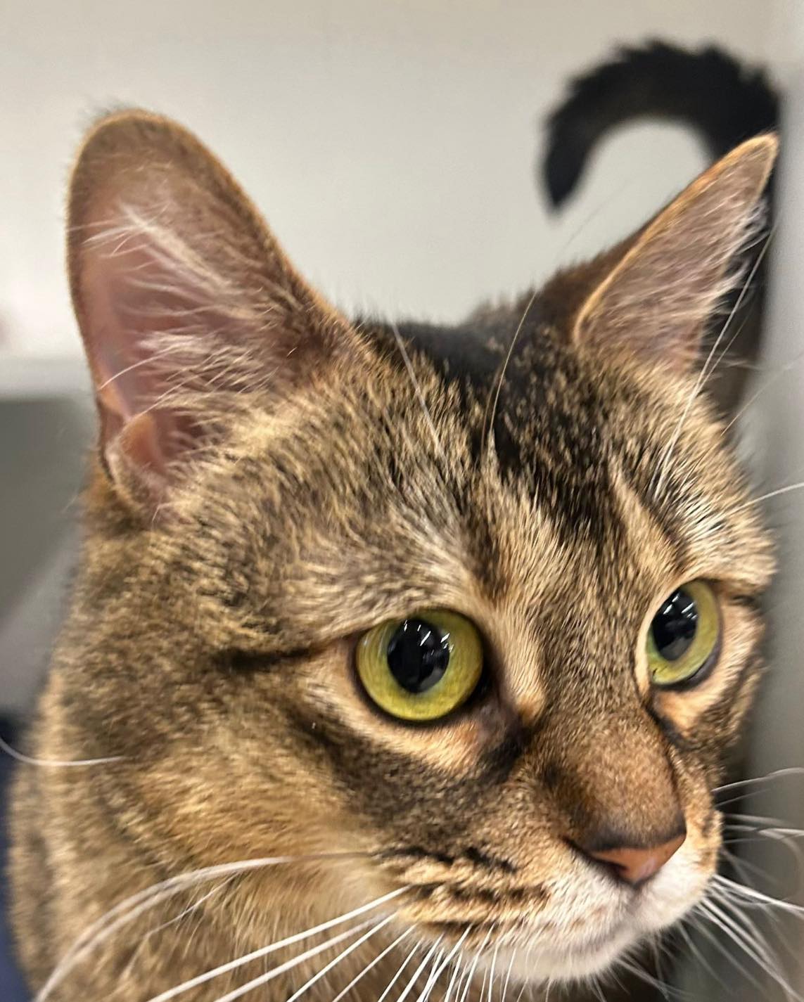 adoptable Cat in Jackson, NJ named Jessica
