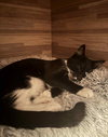 Taco - Photo 2