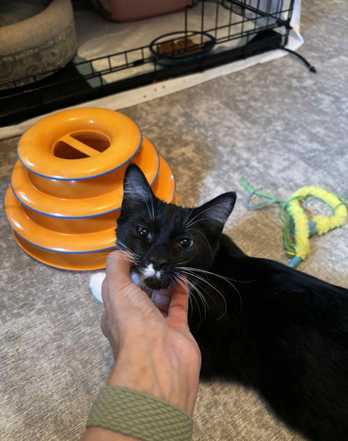 picture of the cat needing adoption