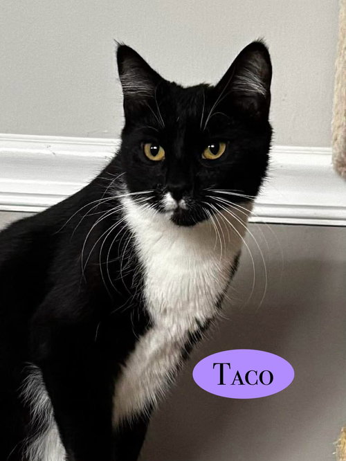 Taco, an adoptable Domestic Short Hair in Spring Lake, NJ