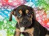 Rottie