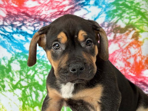 Rottie