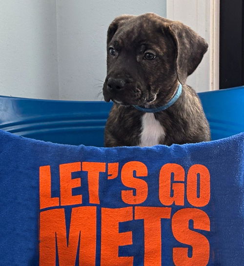 Nimmo