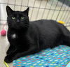 adoptable Cat in Asbury Park, NJ named Midge